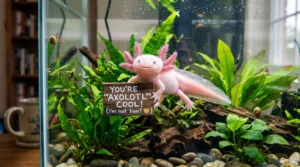 axolotl puns